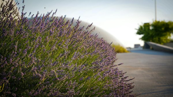 Le boom des maisons de ville : symptôme d'une nouvelle tendance immobilière ?