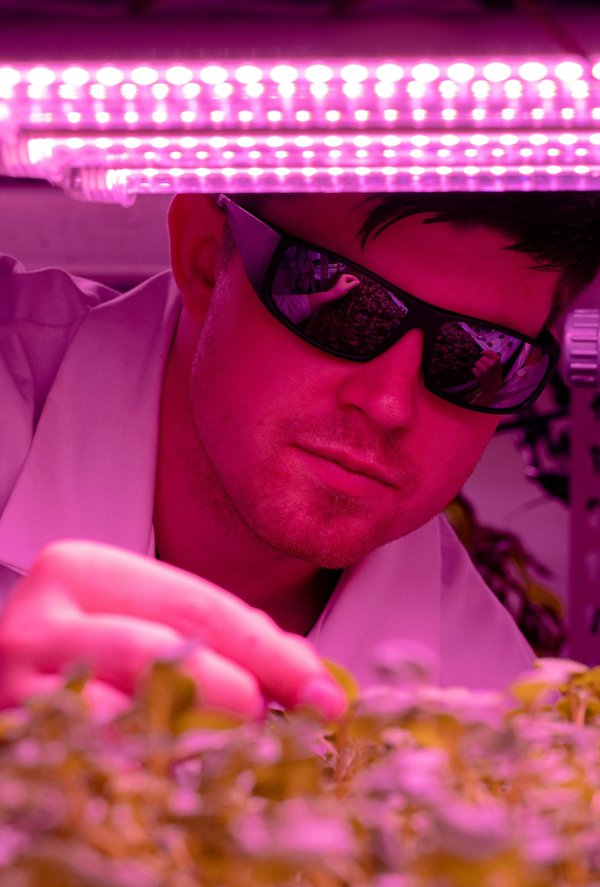 LED horticole pour les professionnels : optimisez vos cultures avec des éclairages adaptés